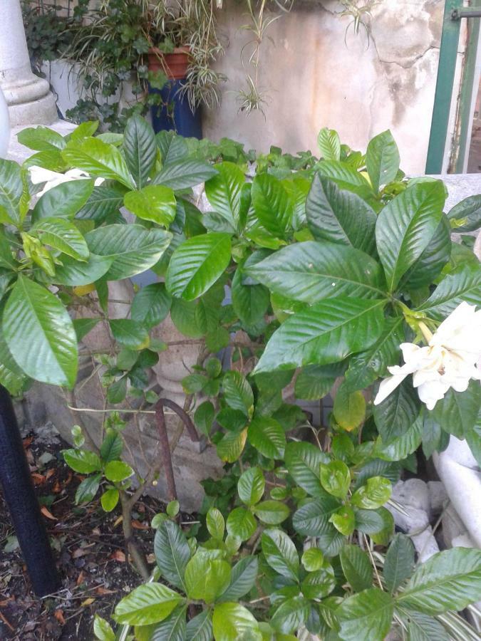 B&B Albatros Lipari  Luaran gambar